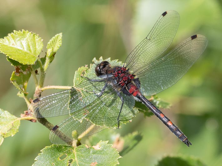 Leucorrhinia dubia (Small Whiteface) male-5.jpg